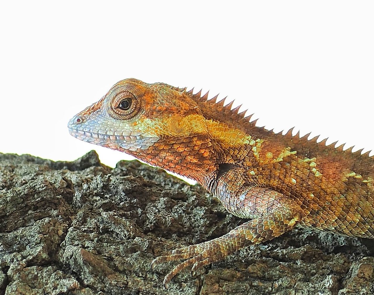 CLOSE-UP OF A LIZARD