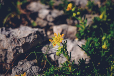 High angle view of yellow flowering plants on land