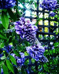 Close-up of purple flowers blooming outdoors