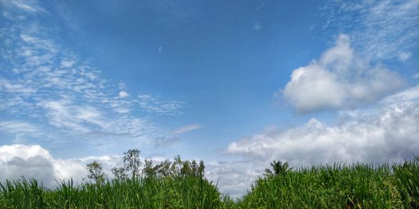 Panoramic view of agricultural field against sky
