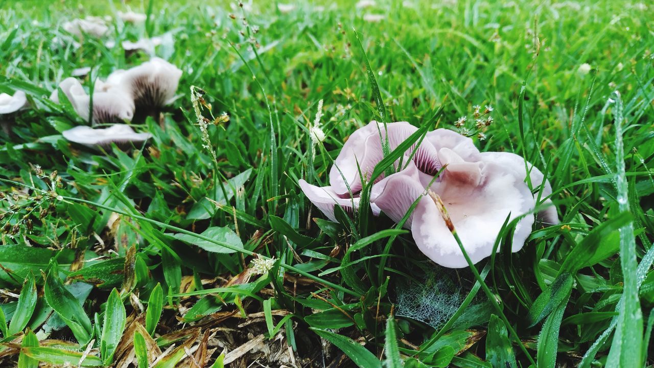 CLOSE-UP OF WHITE ROSE FLOWER ON FIELD