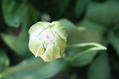 Close-up of bud