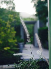 Close-up of plant against sky