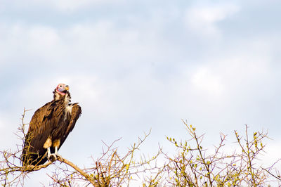 Low angle view of owl perching on tree against sky