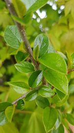 Close-up of fresh green plant