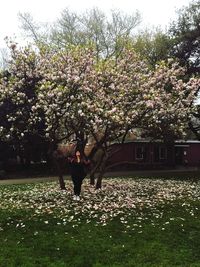 Flower tree against sky