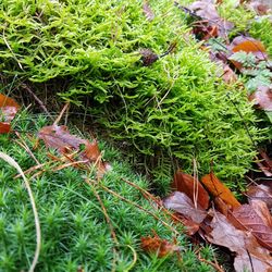 High angle view of green plants on field