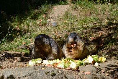 Marmots eating vegetables