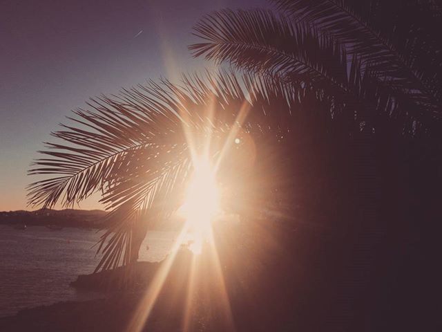 LOW ANGLE VIEW OF SILHOUETTE PALM TREES AT BEACH