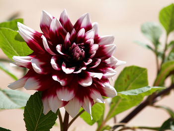 Close-up of flower blooming outdoors