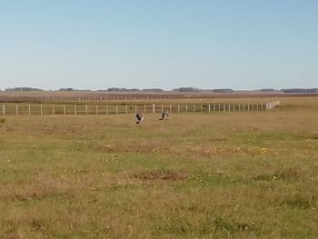 View of horses on field against sky