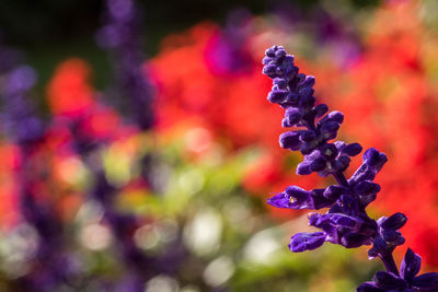 Close-up of purple flower against blurred background