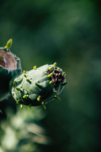 Close-up of insect on flower