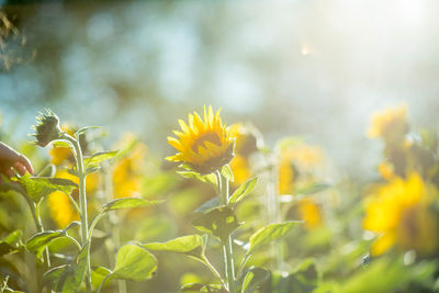 Close-up of yellow flowering plant on field