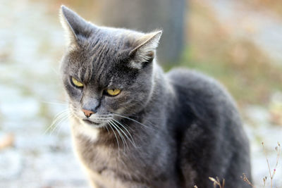 Close-up portrait of a cat