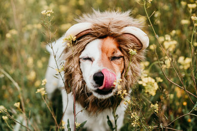 Close-up portrait of a dog on field