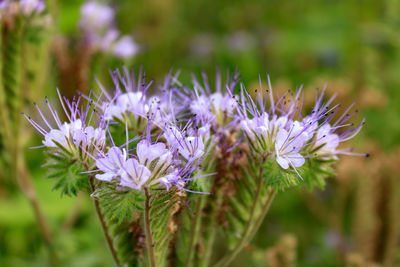 Close-up of purple flowering plant