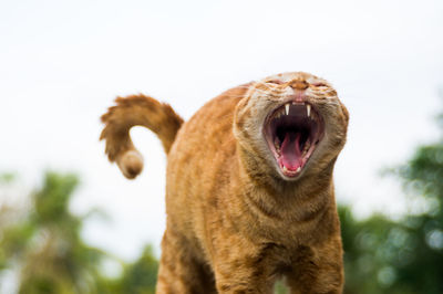 Close-up of cat yawning