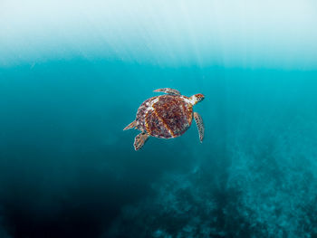 Wild life turtle swimming in the ocean with sun beams