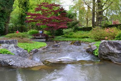 Stream flowing through rocks in forest