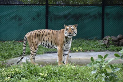 Tiger looking at camera