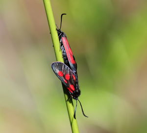 Close-up of butterfly on leaf