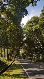 Road amidst trees and plants