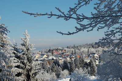 Snow covered trees and buildings against sky