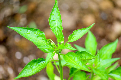 Close-up of plant