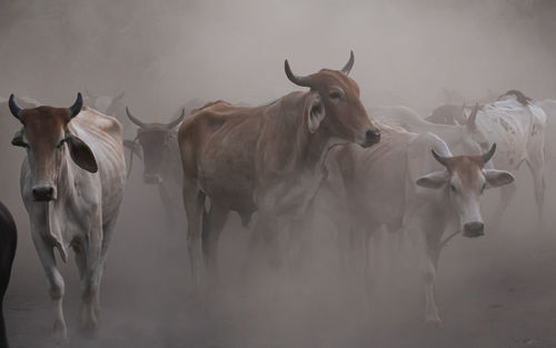 Cows standing in a field