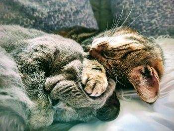 Close-up of cat sleeping