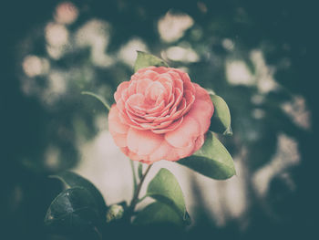 Close-up of pink rose blooming outdoors