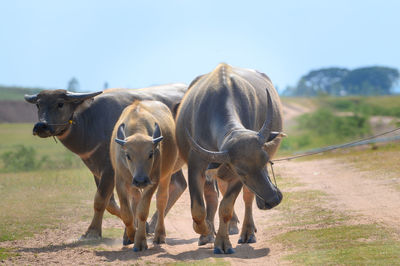 Horses standing in a field