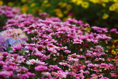 Close-up of pink flowering plants