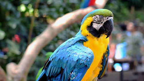 Close-up of a parrot