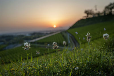 Scenic view of flowering plants on field against sky during sunset