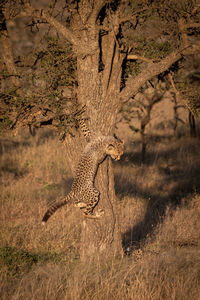 Young cheetah on tree trunk