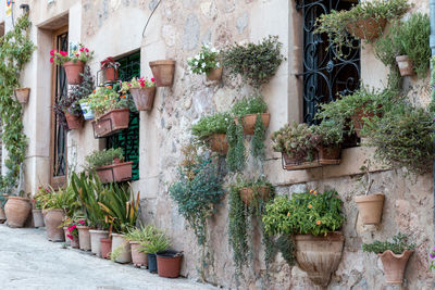 Potted plants on wall of building