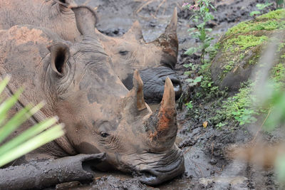 Two white rhinoceros sleeping in mud puddle