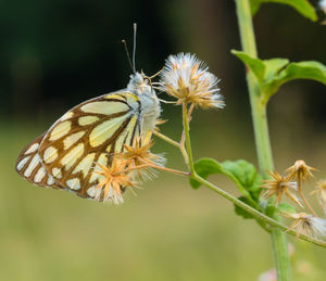 Close-up of butterfly pollinating on flower