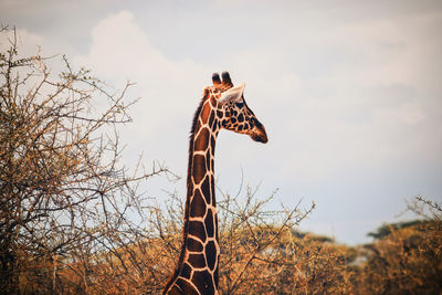 A giraffe's head standing out from the bush, samburu national reserve, kenya