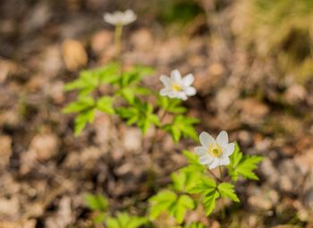 Close-up of white flowers blooming outdoors