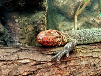 Close-up of lizard on rock