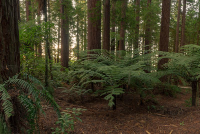 Pine trees in forest