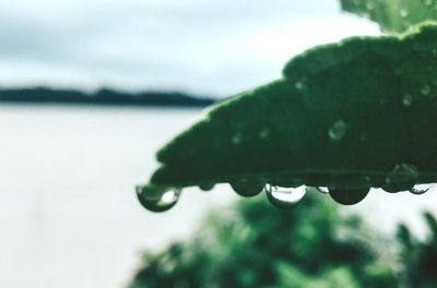 Close-up of wet plant leaves during rainy season