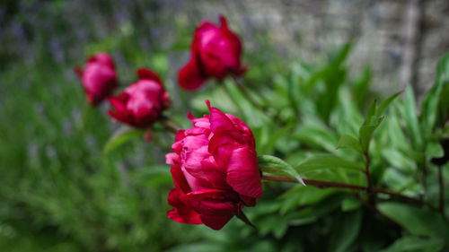 Close-up of pink rose