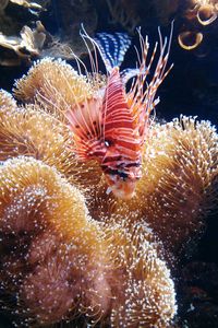 Close-up of coral in sea