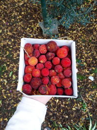 Low section of person holding strawberries