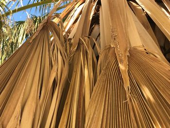 Low angle view of palm leaf