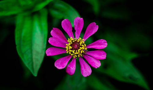 Close-up of pink flower